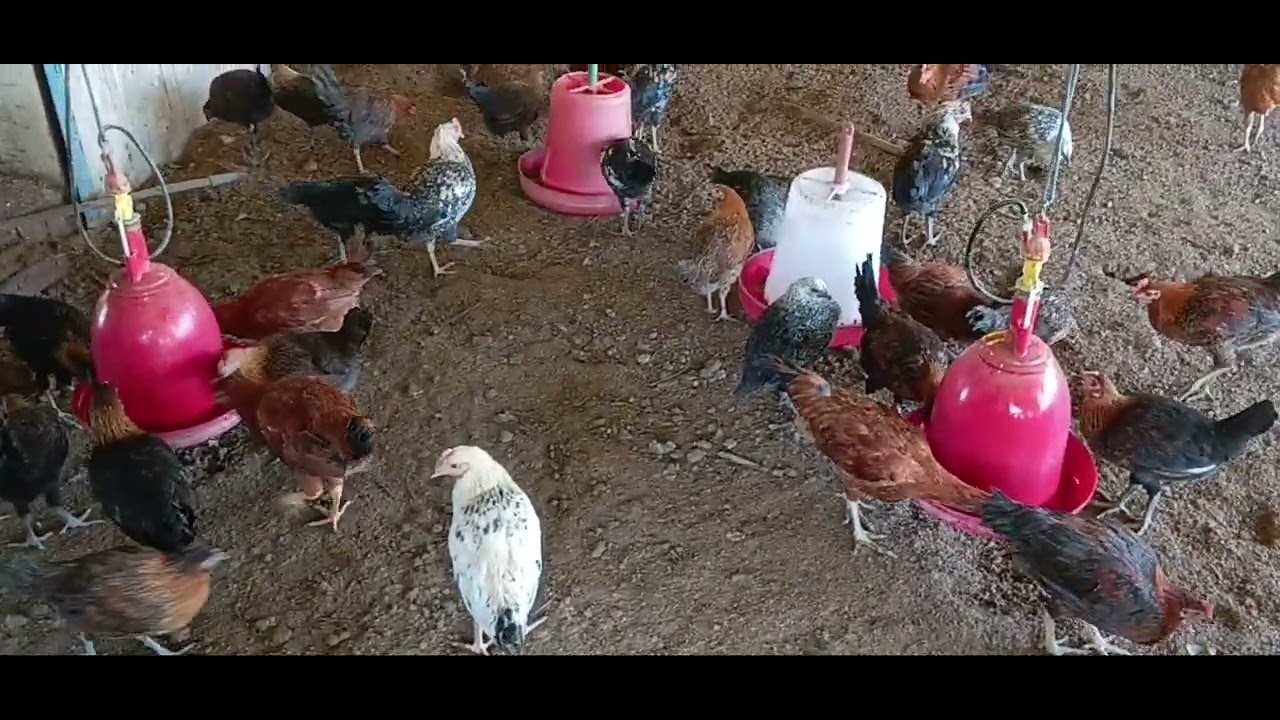 Indian village Poultry farm in Purvanchal Deoria UP India 