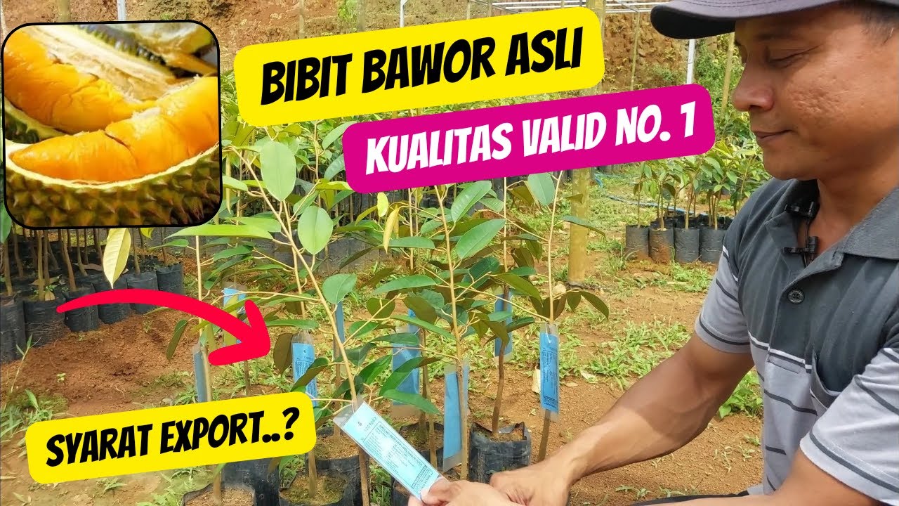 Bibit durian Bawor asli Kromo Banyumas 0877-2603-5000