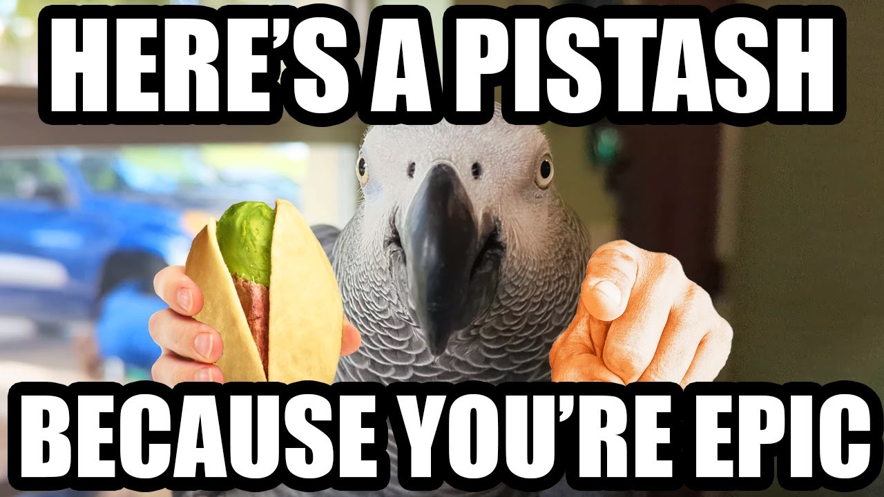 POV The Bird Trains You