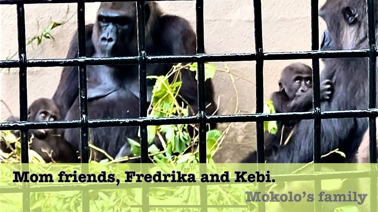 Mokolo’s family- Mom gorillas breastfeeding babies Jameela and Kunda.
