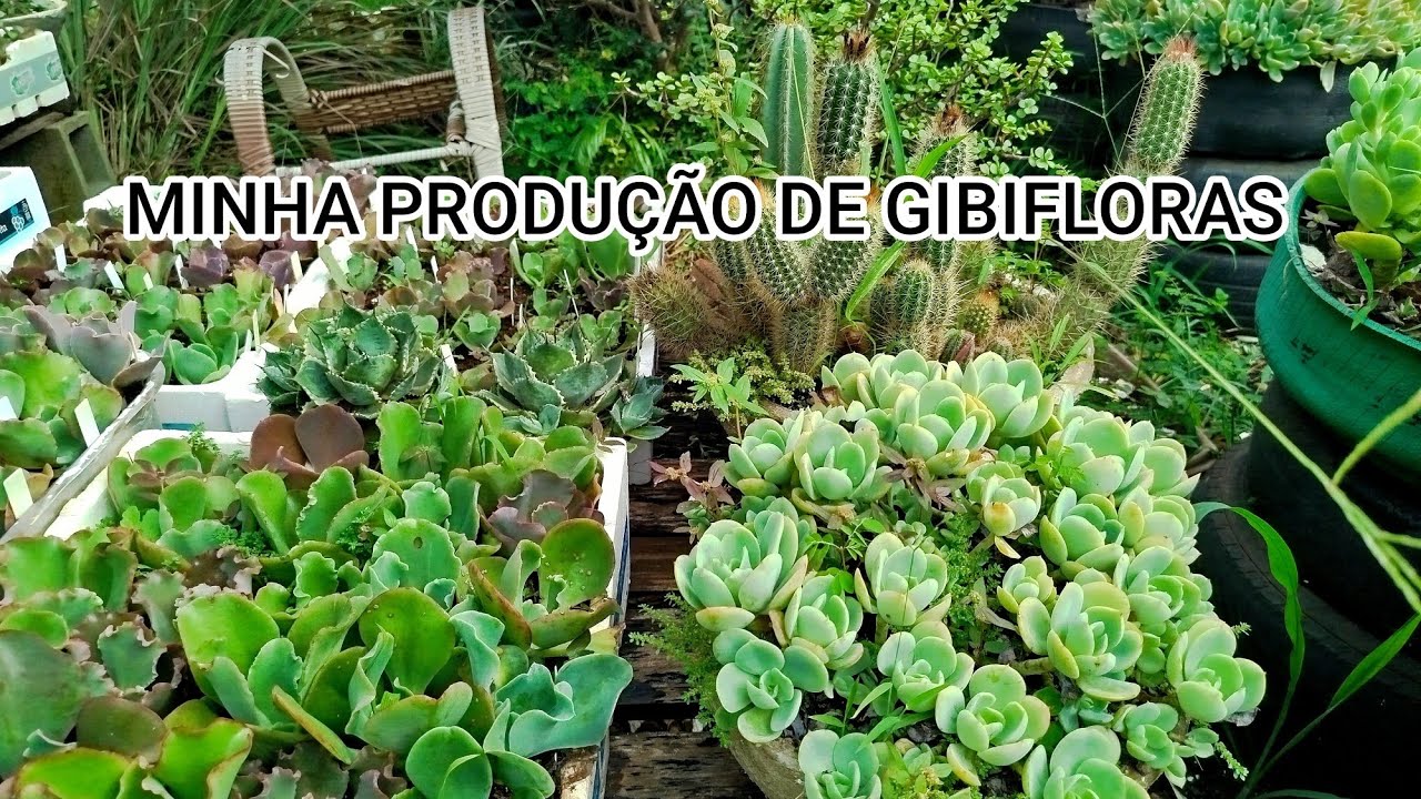 🌧️🪴MINHA PRODUÇÃO DE GIBIFLORAS 🌳🌴