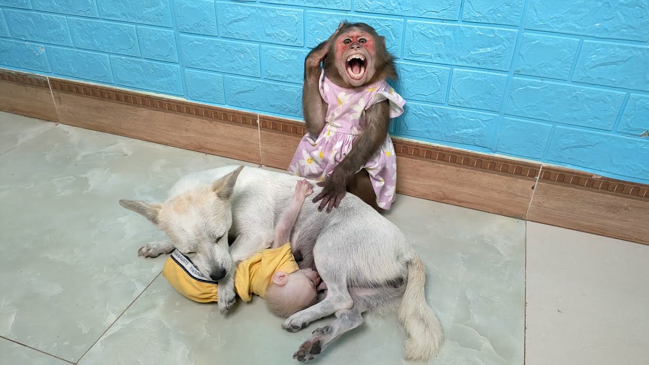 MiMi is very sad! Baby monkey Su doesn't want to leave mother dog