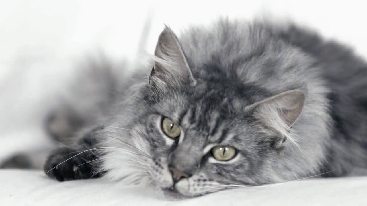Purina ONE Cats