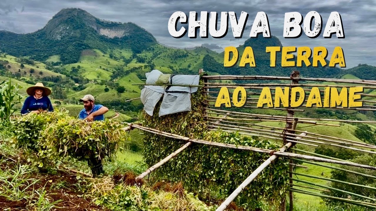 NO TEMPO DAS ÁGUAS - O FEIJÃO SOBE NO ANDAIME - VIRADO DE FEIJÃO VERDE 