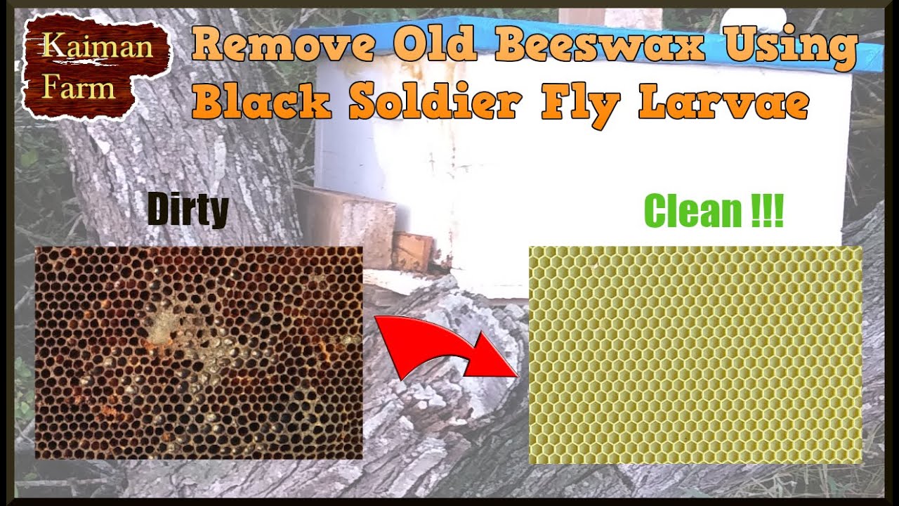 Using Insects to Remove Unwanted Wax from Equipment