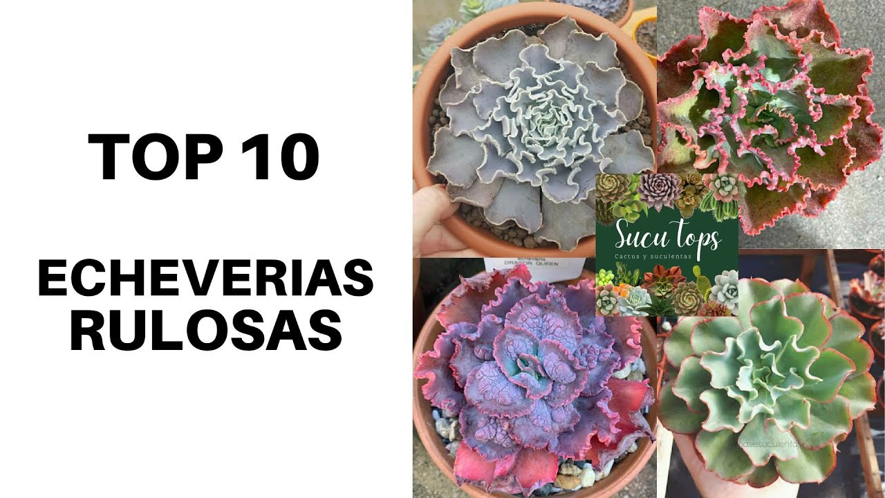 TOP 10 ECHEVERIAS RULOSAS