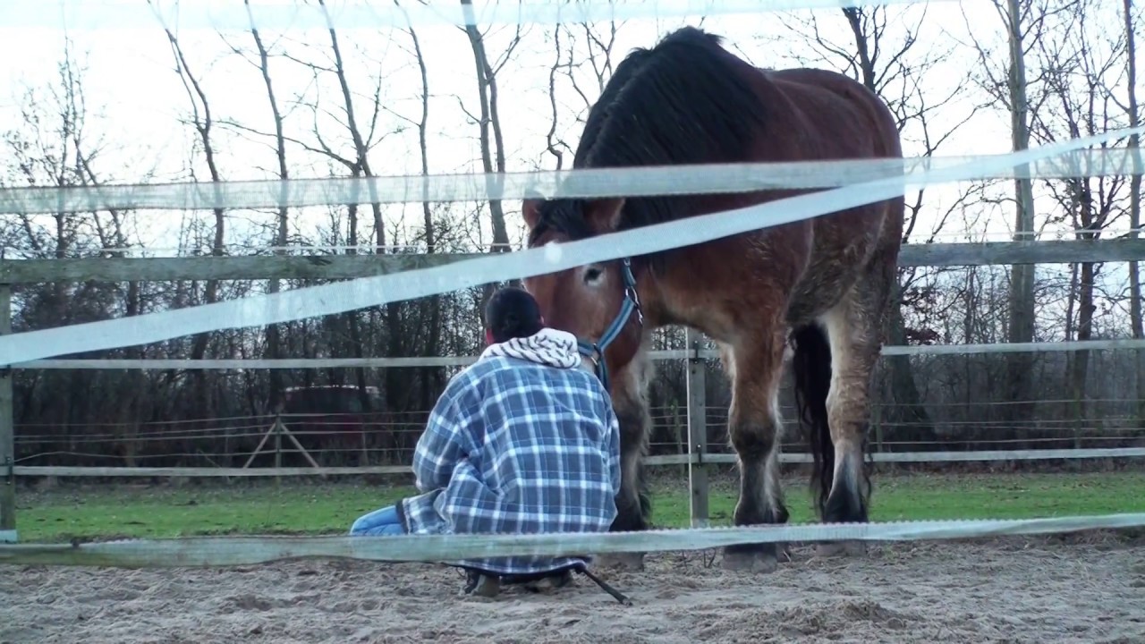 Pferdetraining Horsemanship Kaltblüter Longentraining