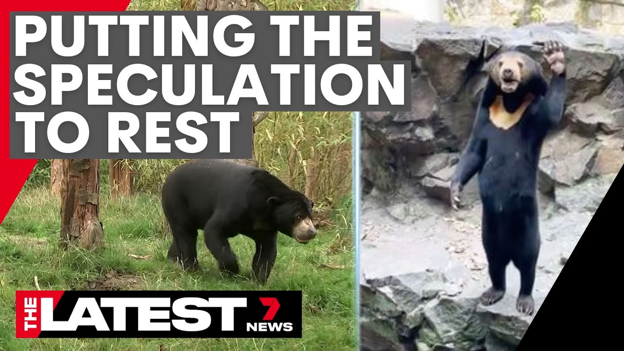 Zookeepers address the Sun Bear speculation | 7NEWS