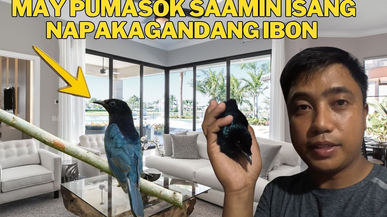 MAY ISANG IBON PUMASOK SAAMIN BAHAY NAPAKAGANDA ISANG PHILLIPINE DRINGGO