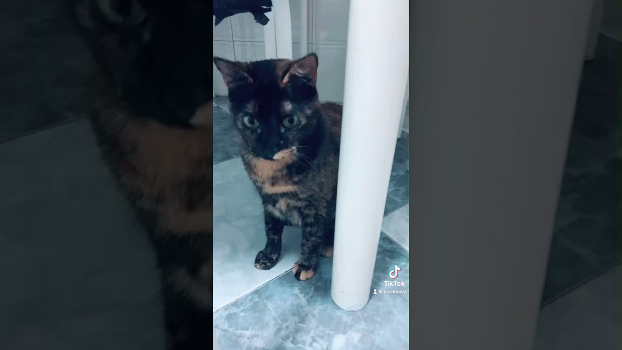 Videos divertidos gatos &ldquo;tatuadora felina&rdquo;