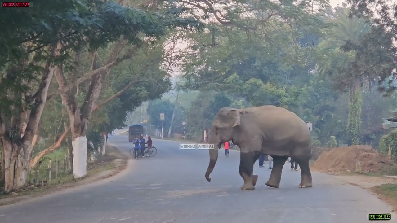11 February 2026 #assam #animals 