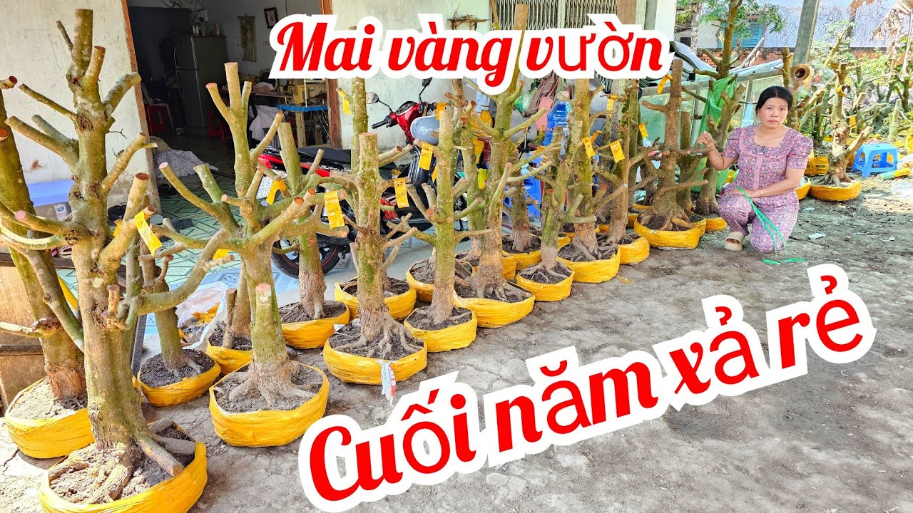 Phương Ngân 📲 0346084278 mai vàng vườn hoành to giá rẻ 28/1 Chợ Gạo (@MaivàngQuêdừa)