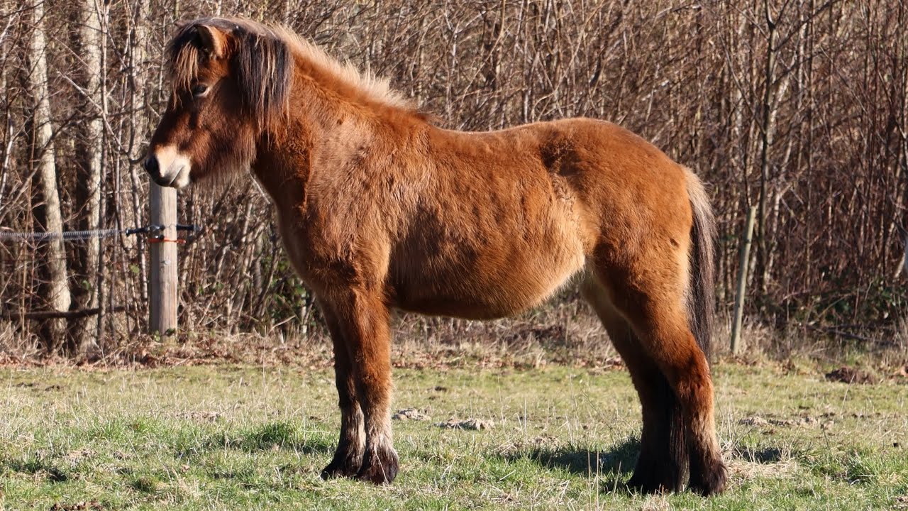 Trítla fra Tankefuld