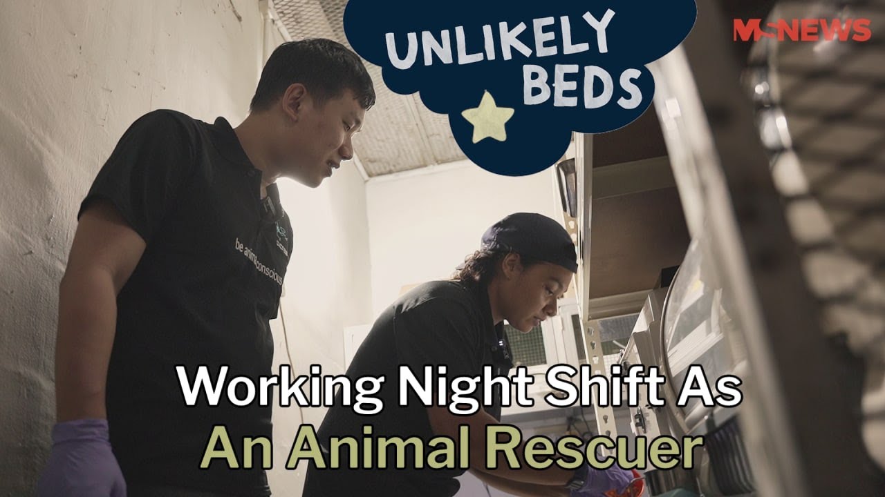 Working As An Animal Rescuer From ACRES | Unlikely Beds Ep3