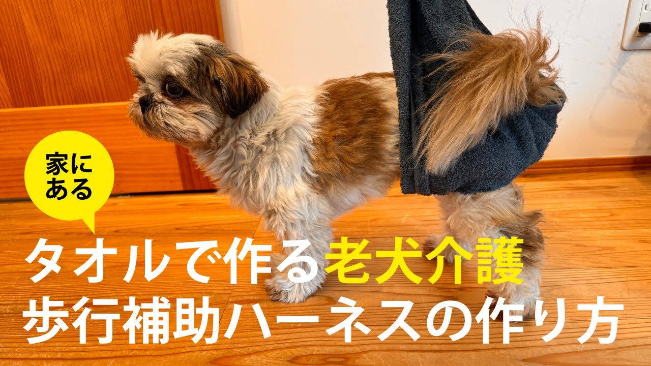 【老犬介護】家にあるタオルで歩行補助ハーネスの作り方