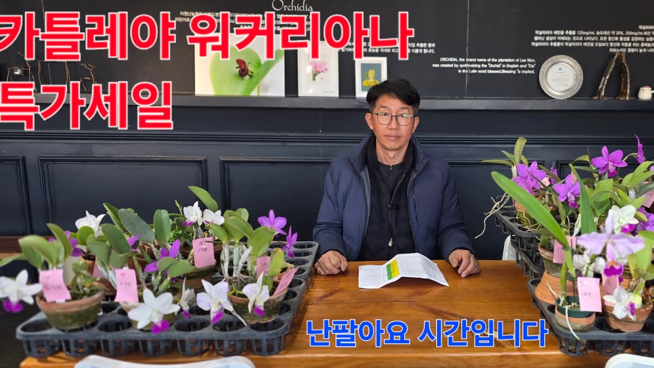 카틀레야 워커리아나  특가세일 ❣️❣️❣️❣️   난팔아요 시간입니다 