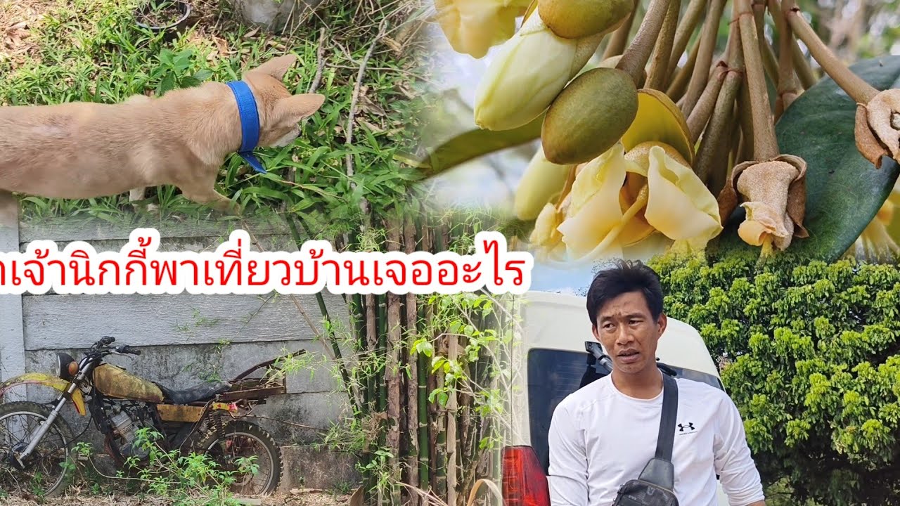 เจ้านิกกี้พามาดูทุเรียนลุงพลเกิดอะไรขึ้น#ป้าแต๋นชาเเนล 
