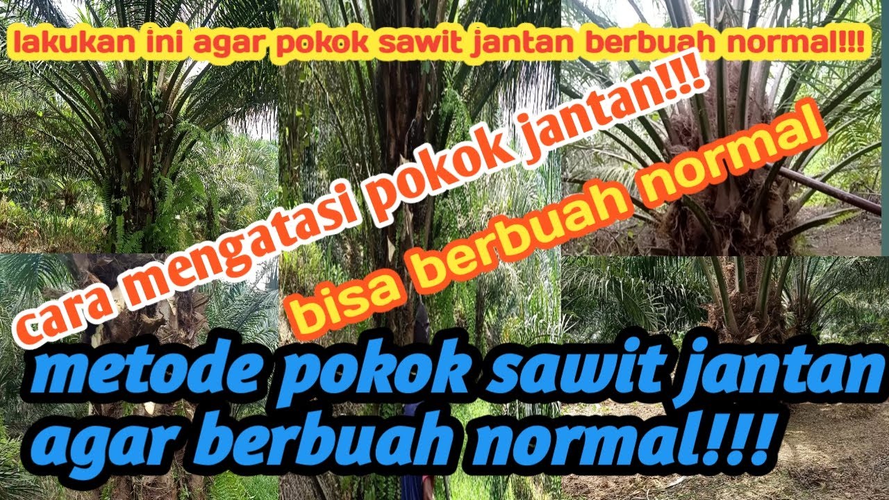 Solusi pokok sawit jantang bisa berbuah normal