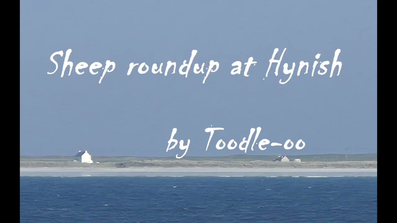 Sheep roundup at Hynish   (a year in the life of a Hebridean island)
