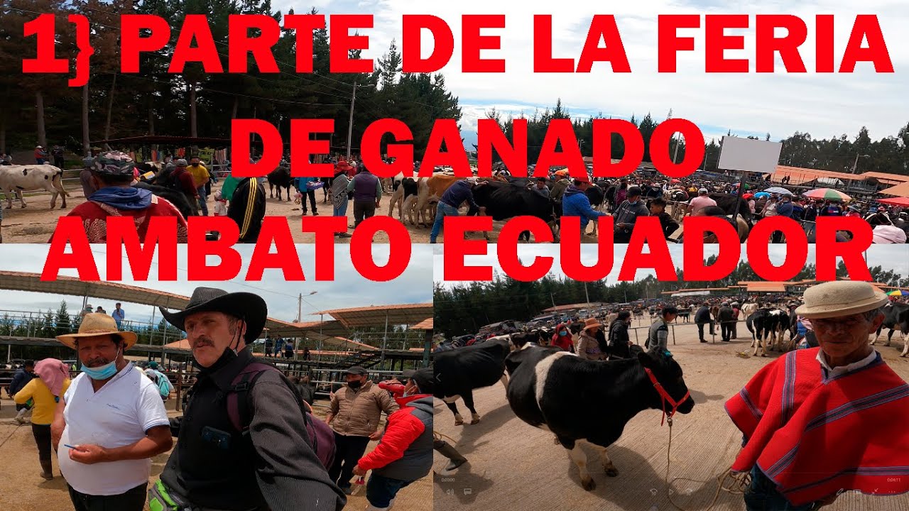 1} PARTE DE LA FERIA GANADERA DE LA CIUDAD DE AMBATO  ECUADOR 2022