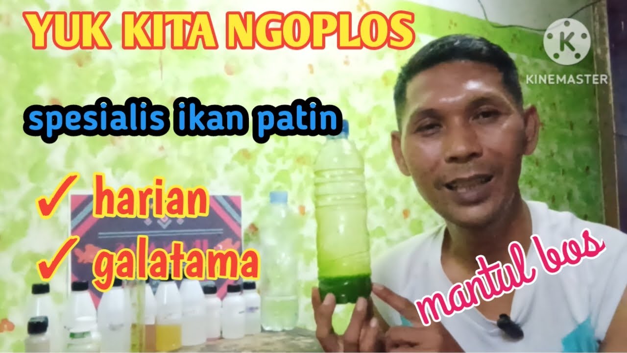 Essen ikan patin paling gacor