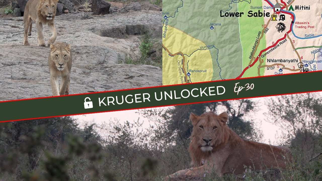 Young Vurhami Male Lions Latest Encounter And Other Lion Updates!