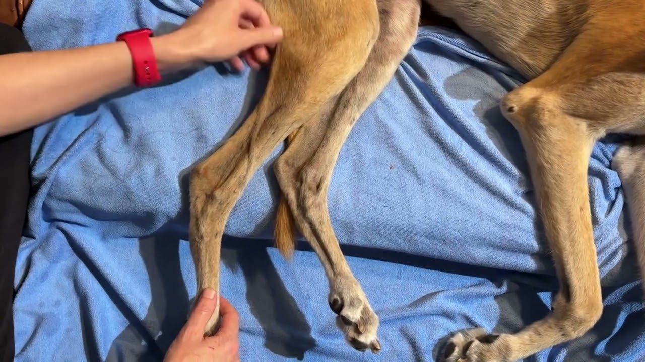 The anatomy of the common calcaneal tendon in dogs
