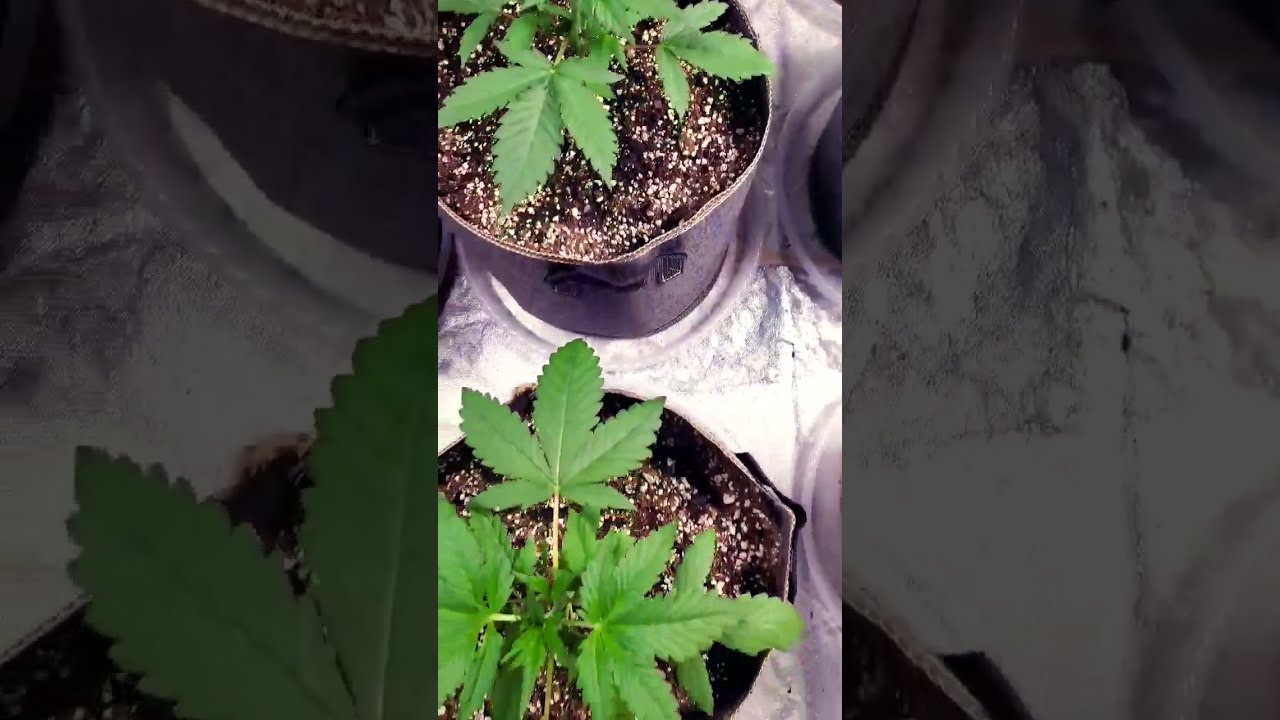 Auto Critical Orange Punch [Week 3] #shorts #autoflowers #cannabis
