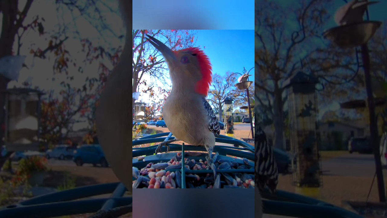 Red-bellied Woodpecker Out in the Sun, St Pete, FL 🌴