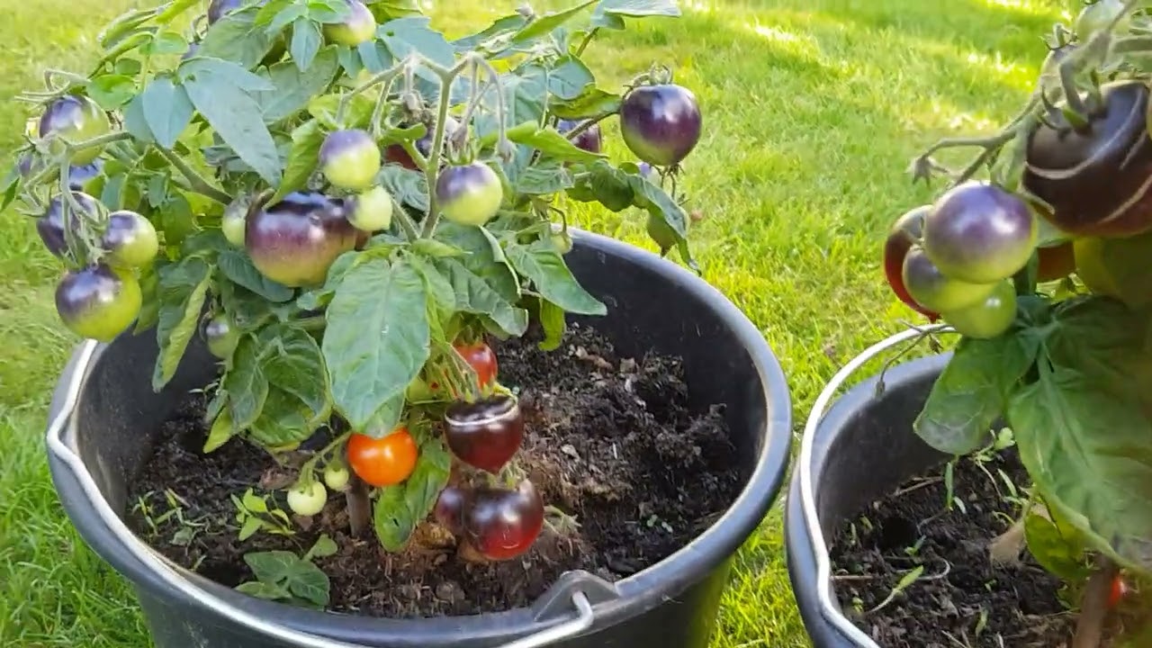Tomatsorter, Blaue Zimmer