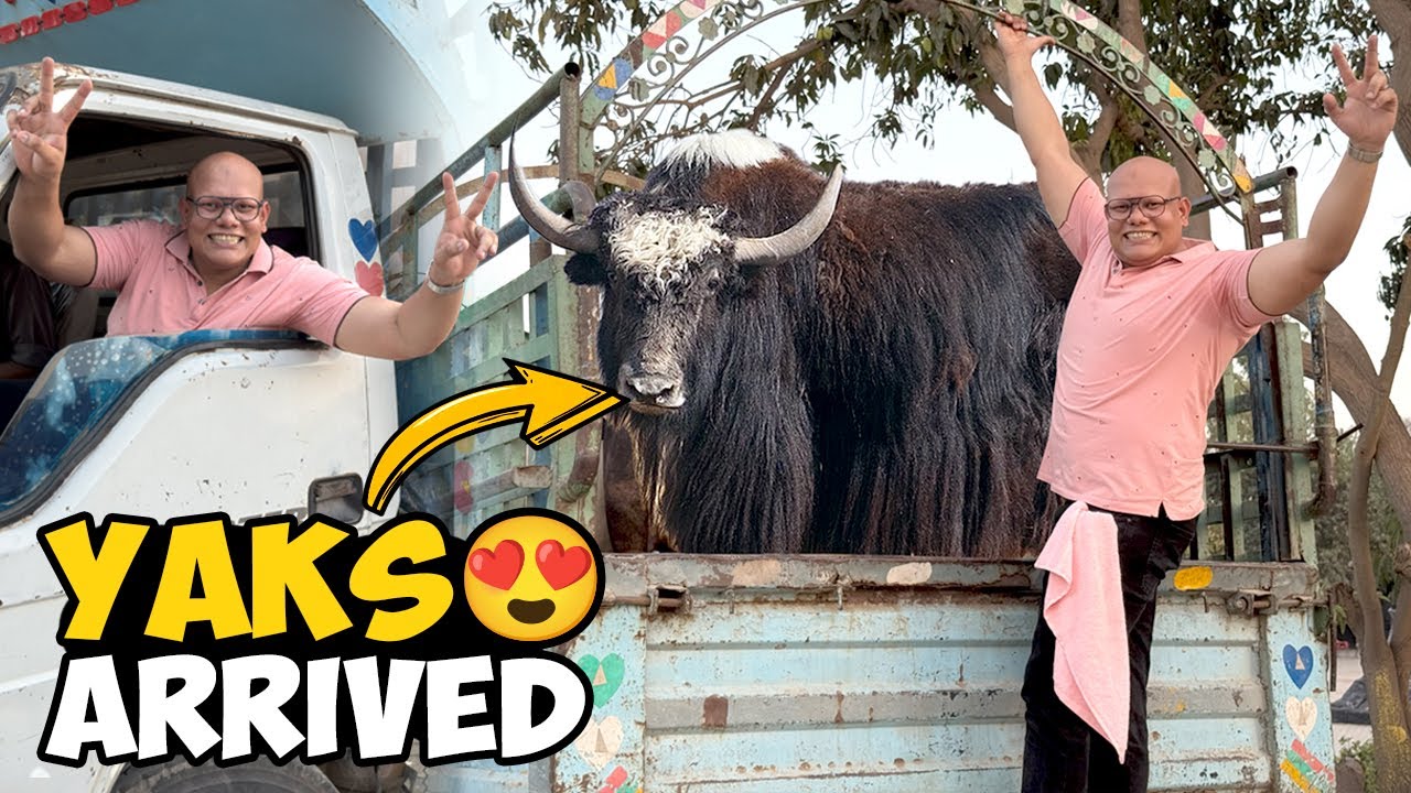 Yaks Pahunch Gaye 🐃 | Yaks Unload Karna Mushkil Ho Gaya 😅 | BT Farm Stories