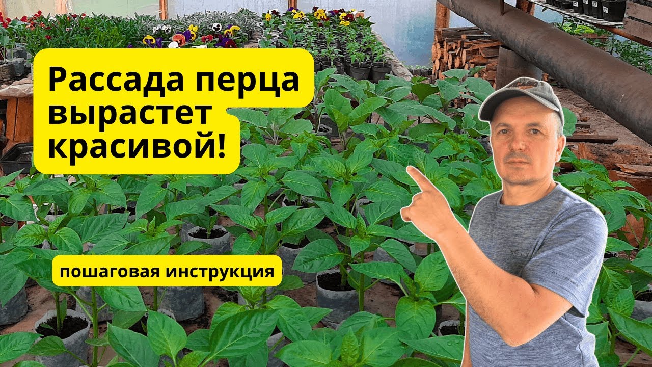 Выращивание рассады сладкого перца в одном видео- пошаговая инструкция!