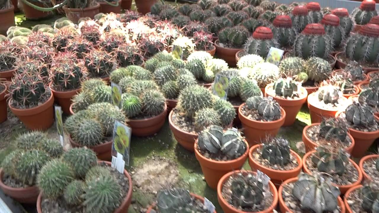 Kaktus Chilbi Kakteen Gautschi Schafisheim 10.07.2016 (2)