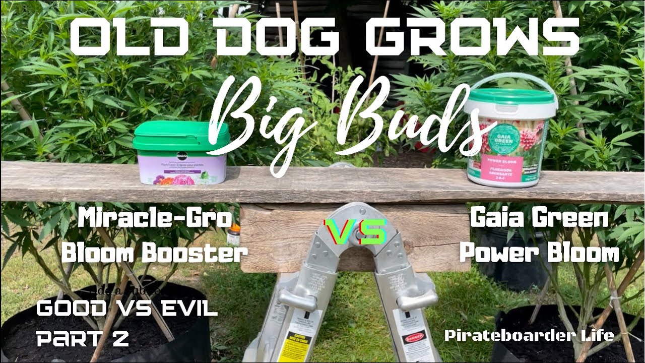 Old Dog Grows Big Buds&hellip;Good vs Evil Part 2 Miracle-Gro Bloom Booster versus Gaia Green Power Bloom