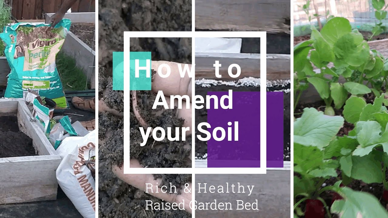 How to amend your raised bed soil rich and healthy