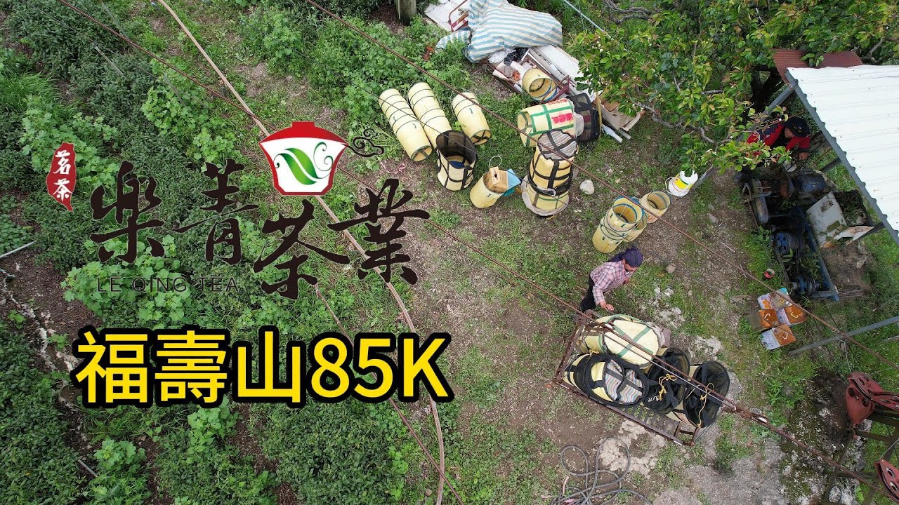 福壽山85k 採茶,福壽山茶葉,茶葉批發茶廠直營