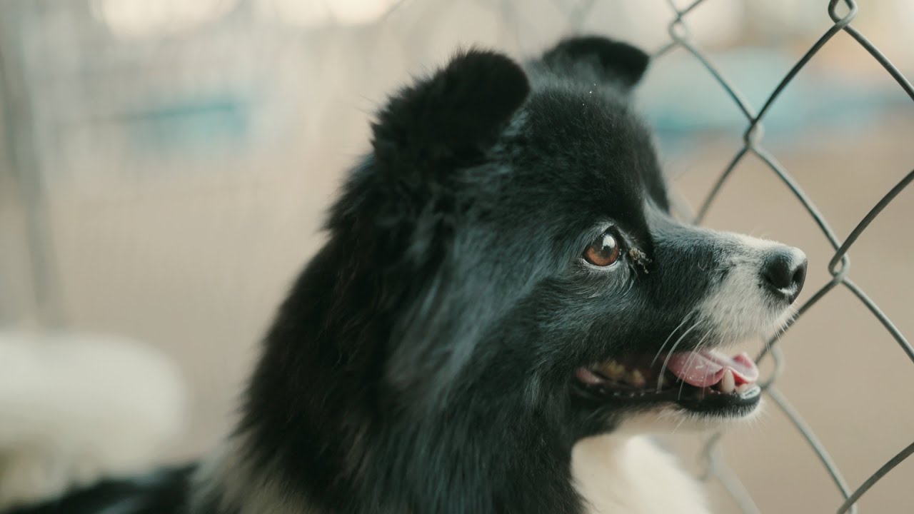 When Adoption Is Harder Than It Looks｜领养并不容易