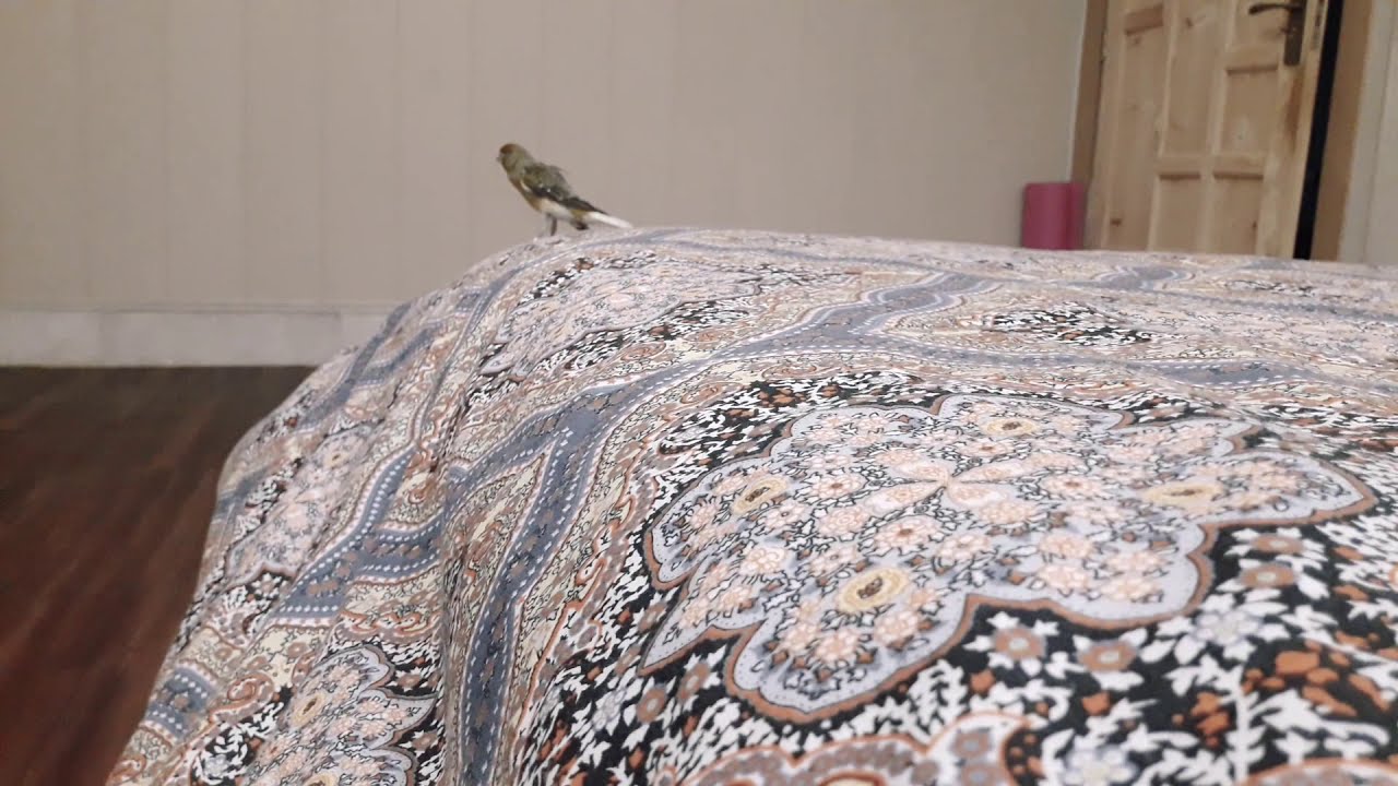 #Canary #couple #Traning   How Male Canary Attract with its Female (canary pairing)