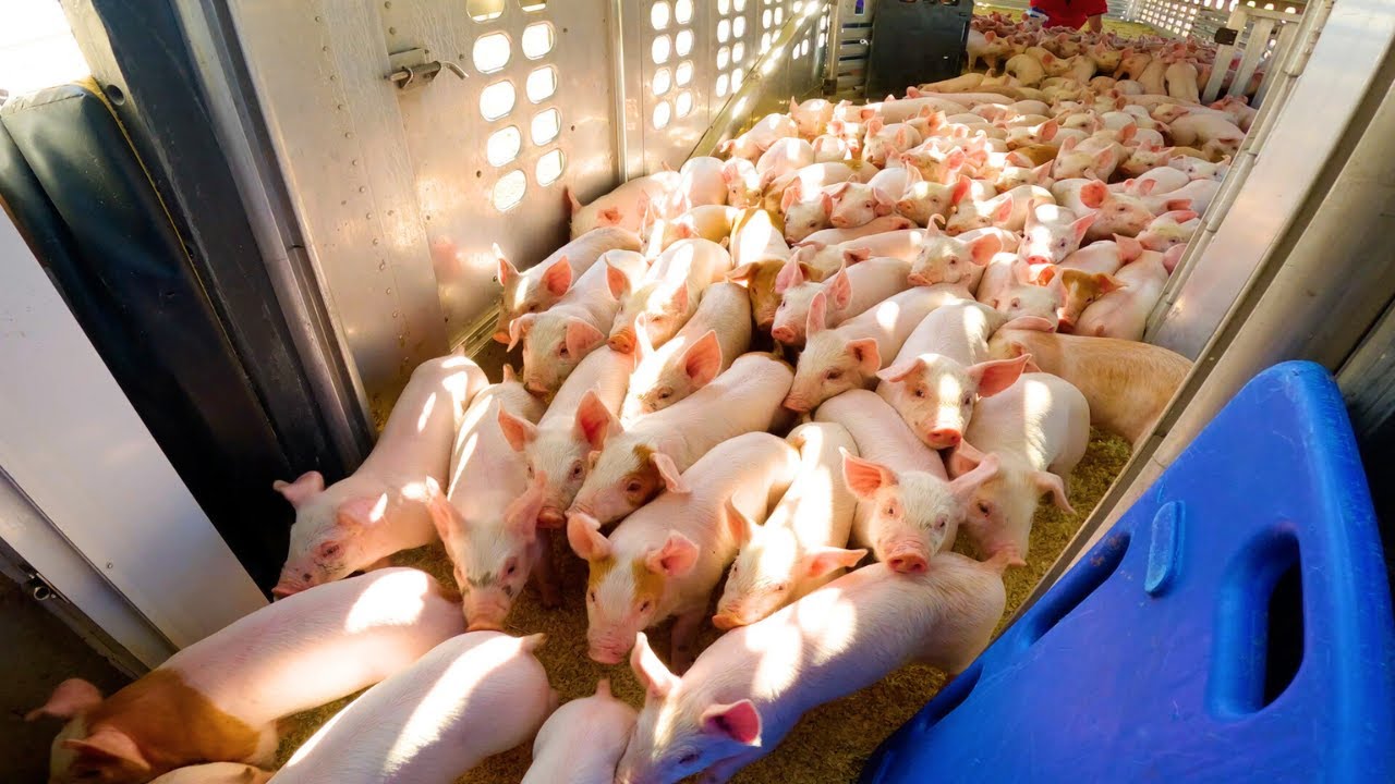Baby Pig Delivery Day