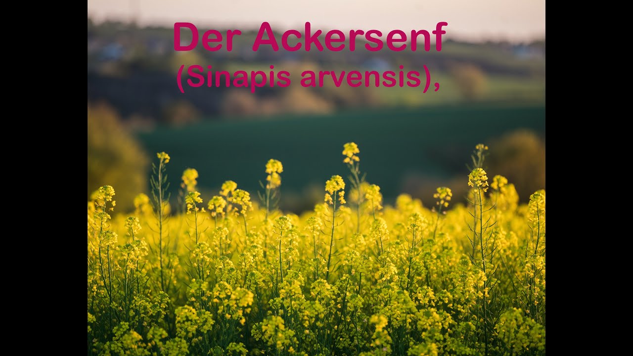 Der Ackersenf (Sinapis arvensis)