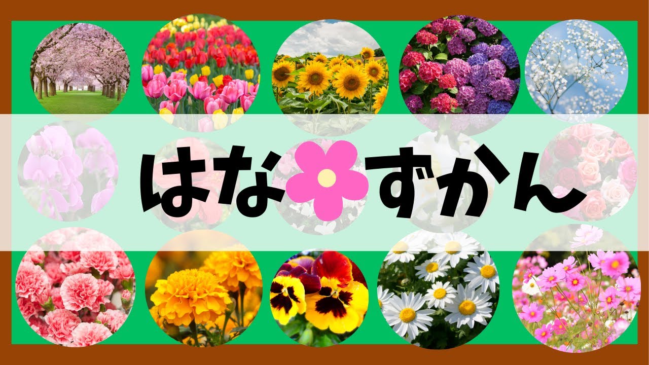 花の図鑑★１５種類のお花を覚えよう！【知育・子供向け】季節を彩るお花　知育アニメ　子供アニメ
