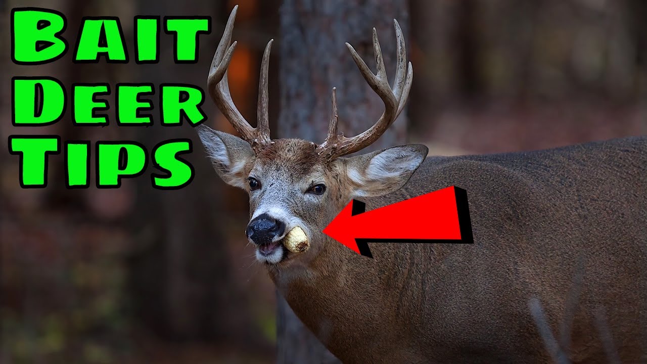 How To Bait Deer TIPS/TRICKS 2020