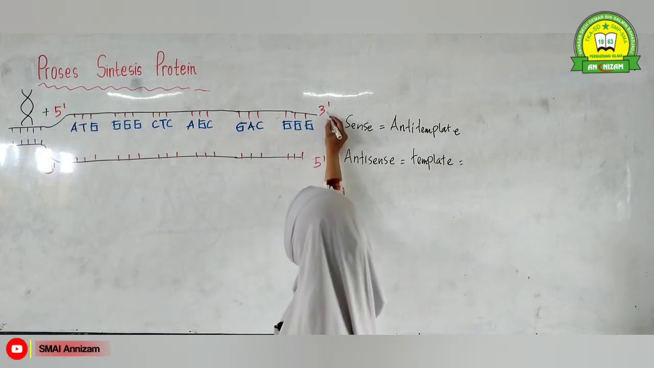 Proses Sintesis Protein || Biologi - Kelas XII