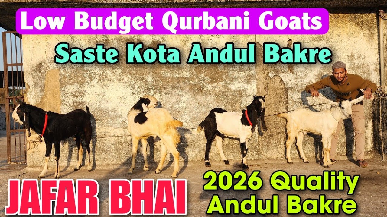 Low Budget Qurbani Goats At JAFAR BHAI | 2026 Saste Kota Andul Bakre In Bhiwandi 