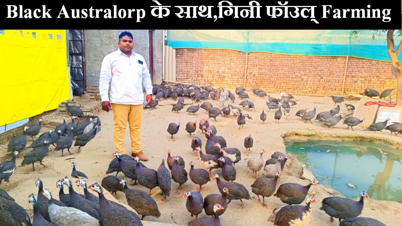 गिनी फाउल पालन की पूरी जानकारी //Guinea fowls farming//Gini Foul Farming के साथ Black Australorp