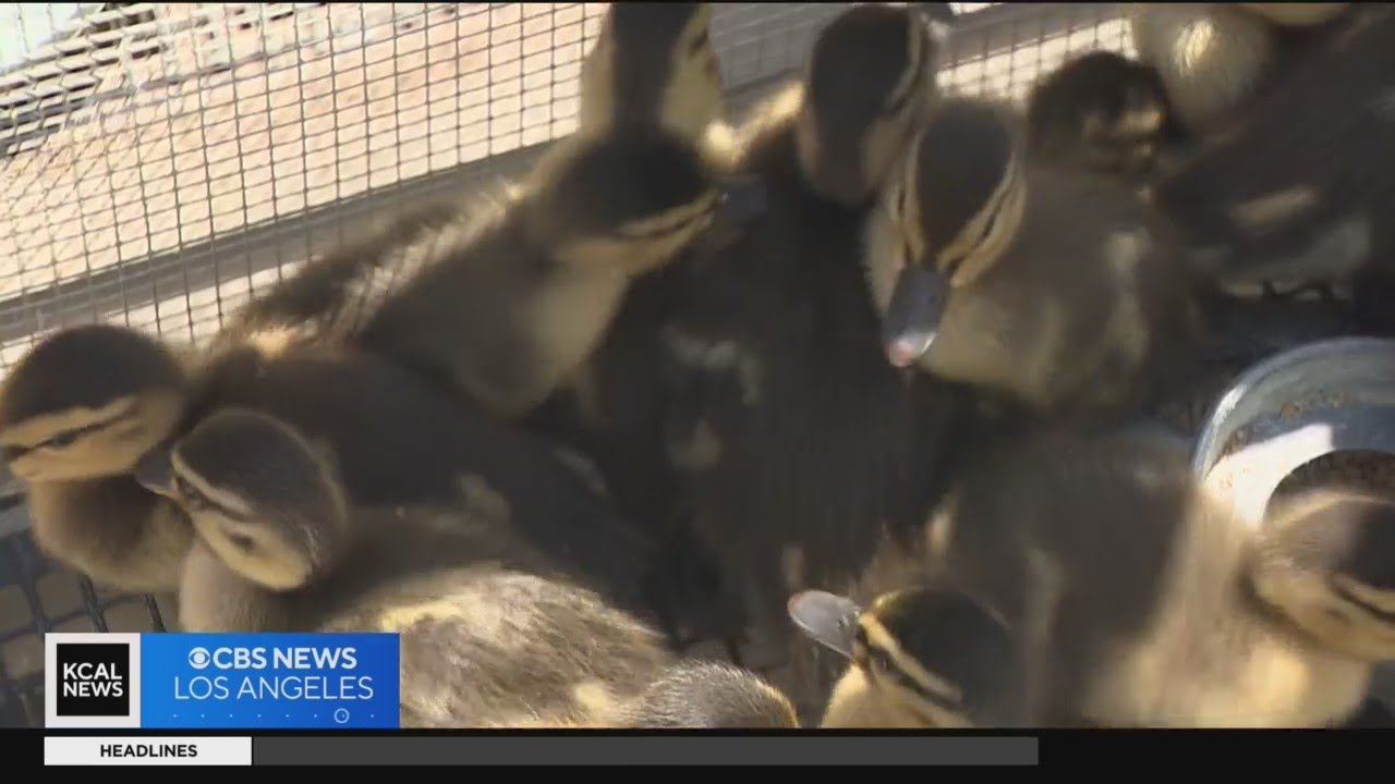 Wetlands and Wildlife Care Center rescues hundreds of orphaned animals in Huntington Beach