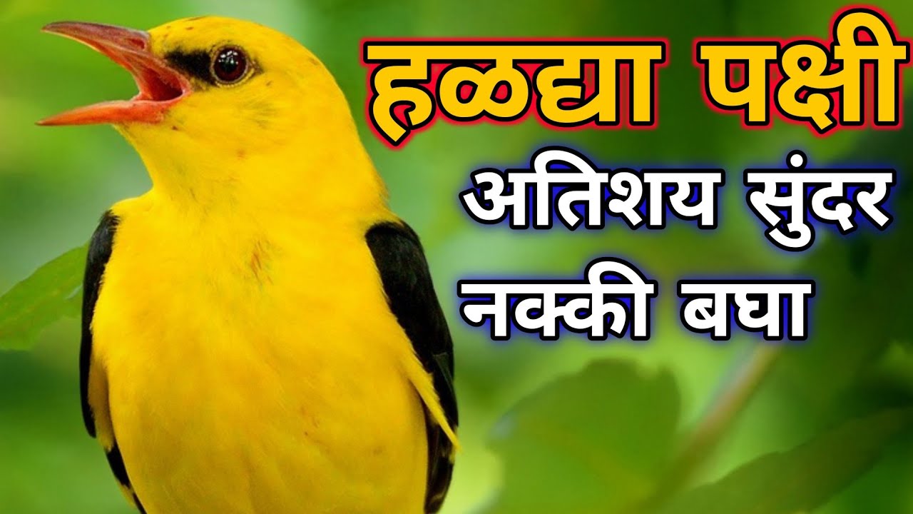 haldya pakshi chi mahiti | haldya pakshi vishay mahiti | haldya pakshi | haldya pakshi mahiti