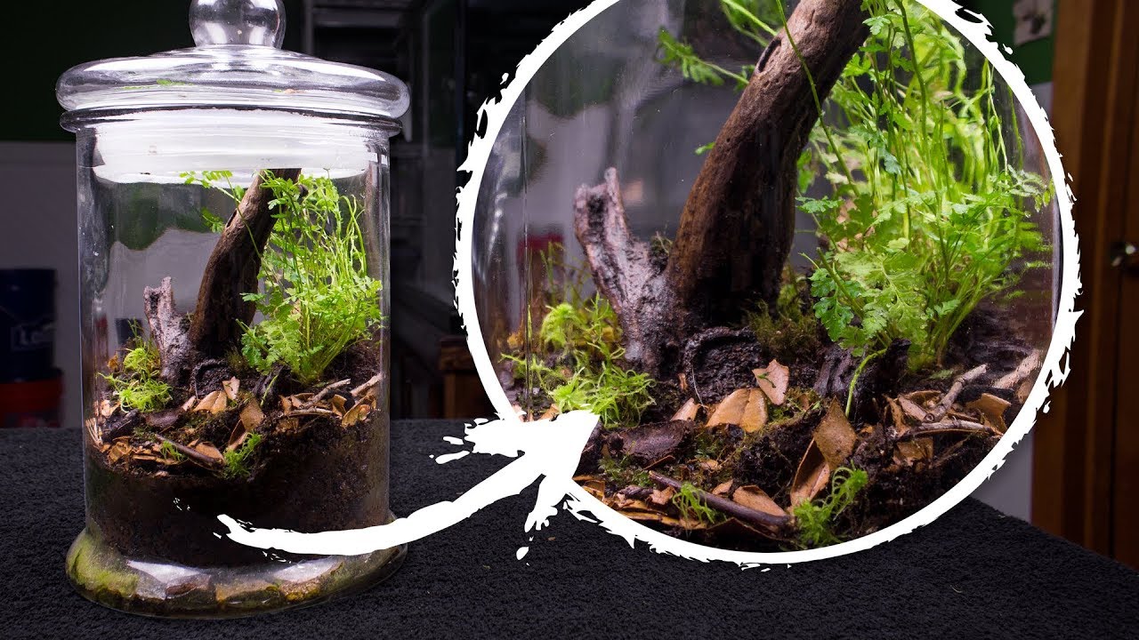 The Native Terrarium 2 YEARS Later