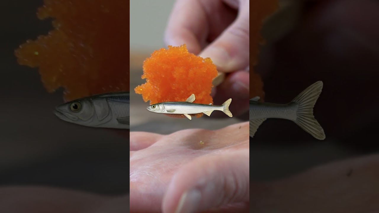Masago kontra Tobiko