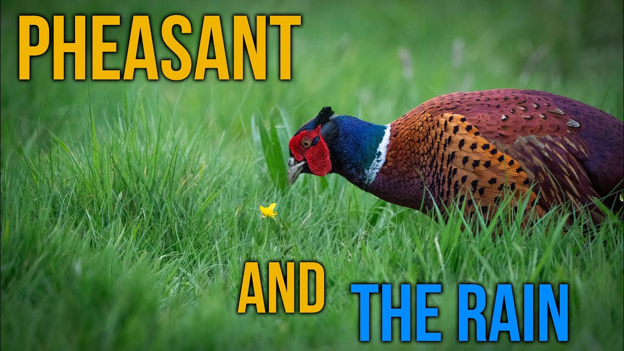 Pheasants & A Relaxing Rainy Day ~ IRISH WILDLIFE PHOTOGRAPHY
